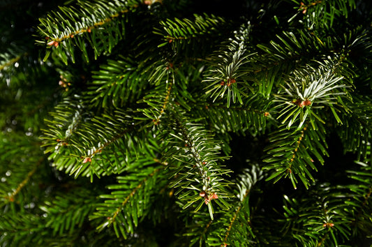 Premium Grade Nordmann Fir